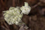 Bighead pygmycudweed